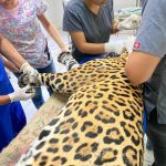 Inicia el zoológico Zoochilpan el programa “Manejo Adecuado en Medicina Preventiva”, para asegurar el bienestar de los Jaguares del parque