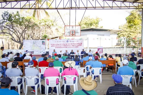SAGADEGRO intensifica acciones para combatir el gusano barrenador en Acapulco